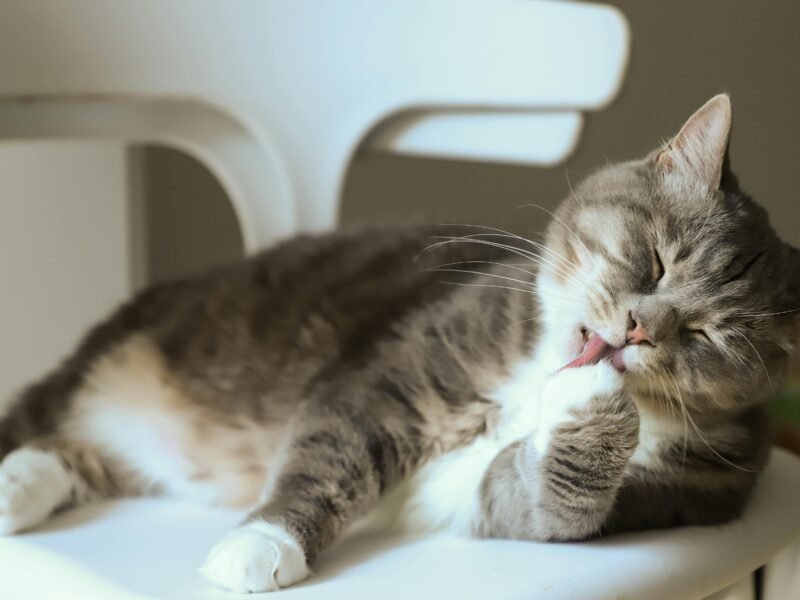 pexels cats not eating 24 hours3712095 scaled