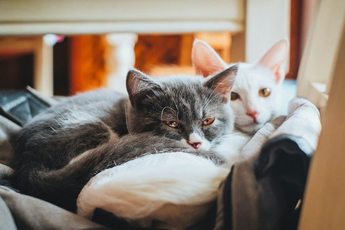 Photo by Fuu J black cat lying on white textile